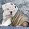 Male and Female English bulldog puppies
