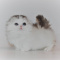 Adorable baby munchkin cats for sale