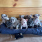Amazing litter of French Bulldog Puppies