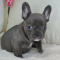 French Bulldog puppies Available for re-homing
