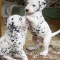 our Dalmatian puppies for adoption.