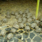Tortoise, turtle and eggs for sale