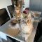 Male and Female Maine Coon Kitten