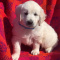 GOLDEN RETRIEVER PUPPIES