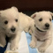 West Highland White Terrier Puppies