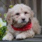 labradoodle puppies
