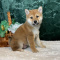 Shiba Inu Puppies