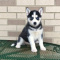 Siberian Husky Puppies