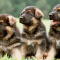 German Shepherd Puppies