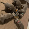 Weimaraner Puppies