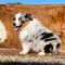 Australian Shepherd Puppies