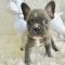 French Bulldog Puppies