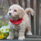 labradoodle puppies
