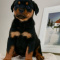 Rottweiler Puppies