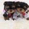 Yorkshire terrier Puppies