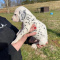 Dalmatian Puppies