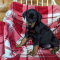 Doberman Pinscher Puppies
