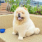 Chow Chow Puppies
