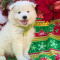 Samoyed Puppies