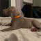 Weimaraner Puppies