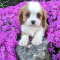 Cavalier King Charles spaniel Puppies