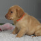 Labrador Retriever Puppies