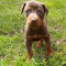 Doberman Pinscher Puppies