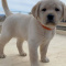 Golden Retriever Puppies