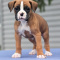 Boxer Puppies