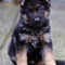 German Shepherd Puppies