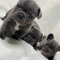 French Bulldog Puppies