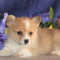 Pembroke Welsh corgi Puppies