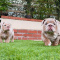 English Bulldog Puppies USA. Deluxebulldogshome
