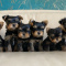 Yorkshire terrier puppies