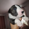 Bull Terrier puppies for adoption,