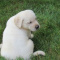 Labrador Retriever puppies for adoption,