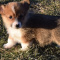 Pembroke Welsh corgi puppies for adoption,