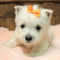 West Highland White Terrier puppies for adoption,