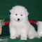 cute Samoyed Puppies