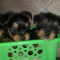 Cute Yorkshire terrier Puppies