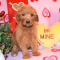 labradoodle puppies for adoption,