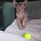 sphynx kittens for sale near me