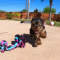 True T-Cup Yorkie Puppies