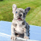 Blue Merle French Bulldog