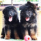German Shepard Puppies Available