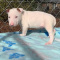 Bull Terrier puppies