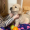 Labrador Retriever Puppies