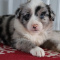Australian Shepherd Puppies