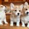 Pembroke Welsh corgi Puppies