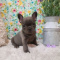French Bulldog Puppies